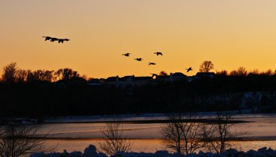 Watching the sun go down and caught this scene of Canada Geese flying.
An image may be purchased at http://edward-peterson.artistwebsites.com/featured/evening-flight-edward-peterson.html