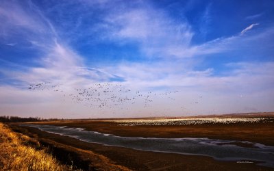 Squaw Creek National Wildlife Refuge is a great place to see wildlife. Here is a large flock of Snow Geese as they stop over during their migration.
An image may be purchased at http://edward-peterson.artistwebsites.com/featured/snow-geese-at-rest-edward-peterson.html