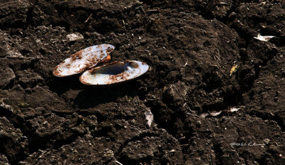 With the dredging of the ponds animals have dug up Freshwater Mussels.  Nebraska has about 30 species of freshwater mussels.