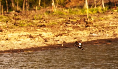 Spotted a Green-winged Teal in flight.
An image may be purchased at http://edward-peterson.artistwebsites.com/featured/green-winged-teal-in-flight-edward-peterson.html