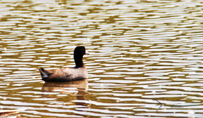 The only Coot that is out for a swim.
An image may be purchased at http://edward-peterson.artistwebsites.com/featured/american-coot-floating-by-edward-peterson.html