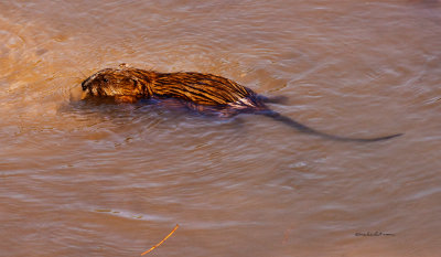 I was standing in a blind and he swam by almost at my feet and since he didn't see me he took his time.
An image may be purchased at http://edward-peterson.artistwebsites.com/featured/muskrat-swiming-edward-peterson.html