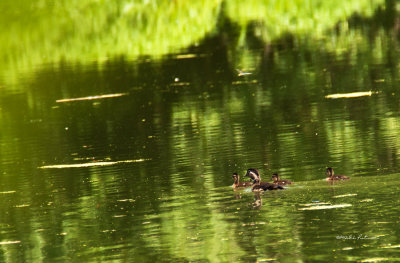 On a summer afternoon with the clear water holding the reflection of the trees and brush, out swims a family of wood ducks.
An image may be purchased at http://edward-peterson.artistwebsites.com/featured/summer-swim-edward-peterson.html