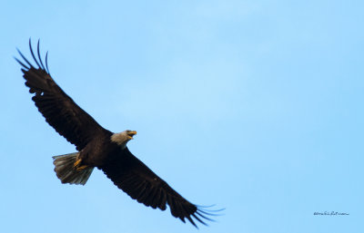 My daughter showed me where there was a nest of eagles. I had to shoot a high ISO to get some shutter speed.  It isn't my home town eagle but it is an Iowa eagle.
A photo may be purchased at http://edward-peterson.artistwebsites.com/featured/fantastic-flight-edward-peterson.html