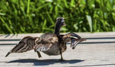As I was approaching all the Wood Ducks were taking cover. This one for some reason took to the boardwalk and ran to the end before hopping into the water.
An image may be purchased at http://edward-peterson.artistwebsites.com/featured/duck-and-run-edward-peterson.html