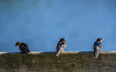 The family was out taking their exercise in flight and kept coming back to the same perch over the water.
An image may be purchased at http://edward-peterson.artistwebsites.com/featured/fledgling-barn-swallow-edward-peterson.html