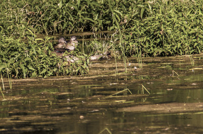 Just saw a little movement across the water and when I zoomed I found these young Wood Ducks hiding.
An image may be purchased at http://edward-peterson.artistwebsites.com/featured/hideout-edward-peterson.html