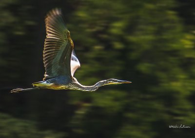 Saw two Great Blues in the same area and both in flight at the same time but I only got one in flight.
An image may be purchased at http://edward-peterson.artistwebsites.com/featured/great-blue-heron-in-flight-edward-peterson.html