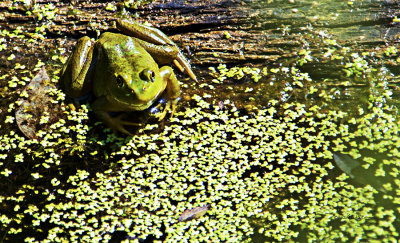 Found this guy basking in the sun on a log in his very own pond waiting on a fly to come by.
An image may be purchased at http://edward-peterson.artistwebsites.com/featured/froggy-pond-edward-peterson.html