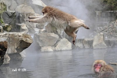 Jigokudani Yaen Koen