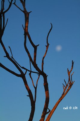 IMG_8740.jpg