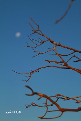 IMG_8741.jpg