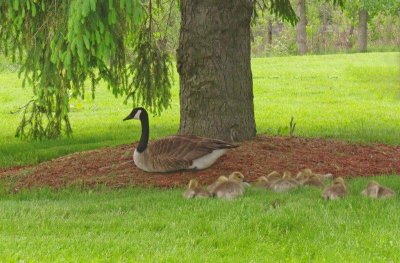 moms_photos_052611