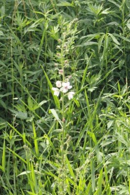 moms_photos_061711