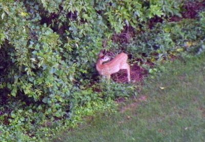 moms_photos_081711
