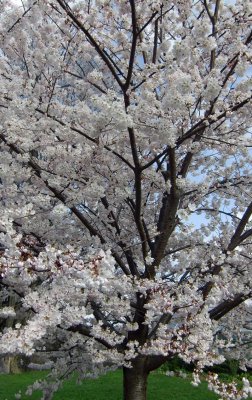 moms_photos_032612