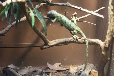IMG_2337e.JPG