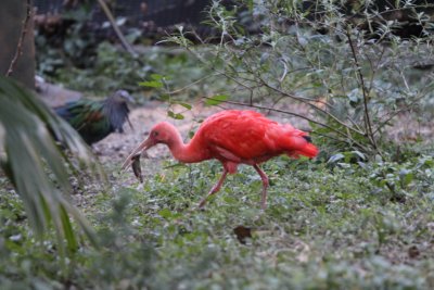 IMG_2411e.JPG