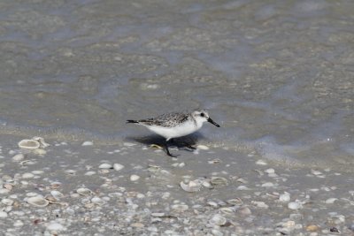 IMG_1767e.JPG