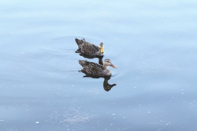 Mottled Duck