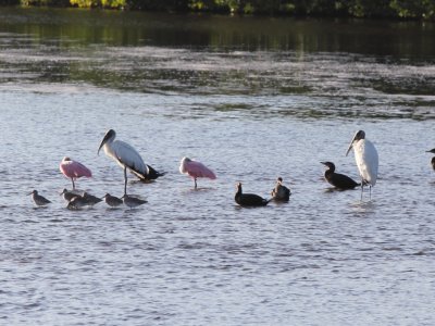 Wood Storks, Roseate Spoonbills
