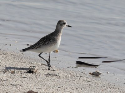 IMG_1837e.JPG