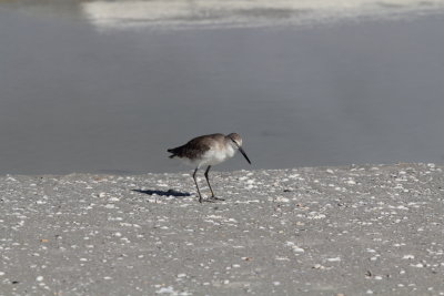 IMG_1872e.JPG