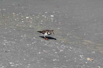 IMG_1874e.JPG