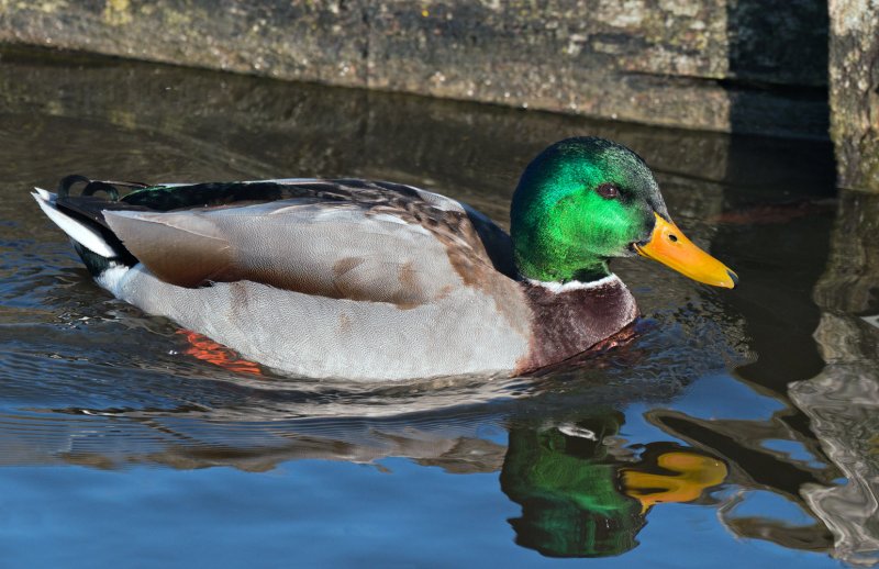 Week 8 Mallard_drake_221_46145.jpg