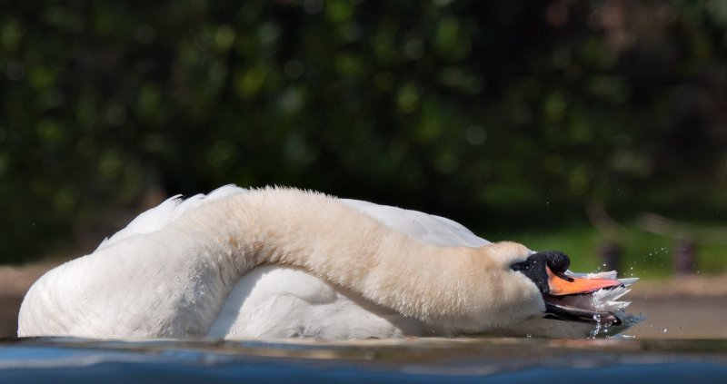 Week 13 Mute_Swan_Preening_227_47488.jpg