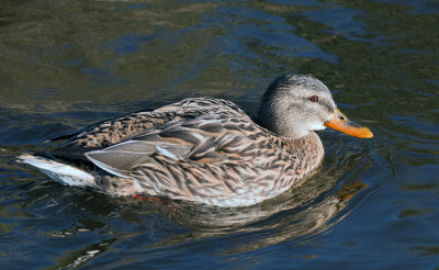 Week 8 Mallard_hen_221_46139.jpg