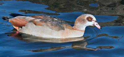 Week 8 Egyptian_Goose_221_46154.jpg