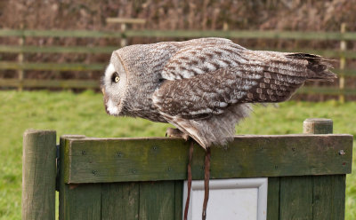 Week 9 Great_Grey_Owl_223_47073_L1610.jpg