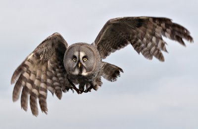 Week 9 Great_Grey_Owl_223_47085.jpg