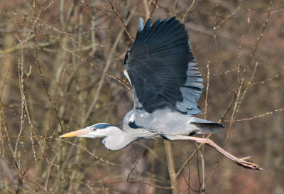 Week 12 Grey_Heron_226_47467_ed1.jpg