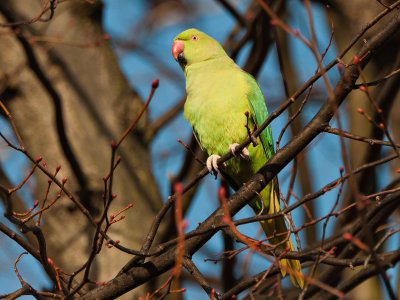 Ring-necked_Parakeet_DSC_46112_H900_eq1000mmFFE.jpg