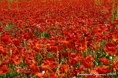 Red poppies - Papaveri rossi