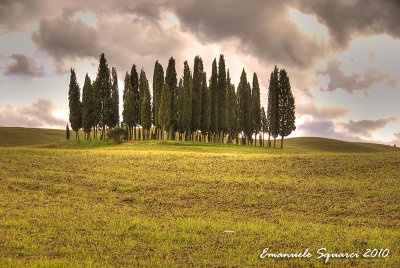 The famous cypresses
