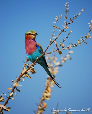 Lilacbreasted roller