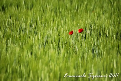 Red poppies - Papaveri rossi