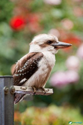 Young Kookaburra
