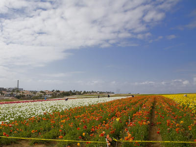 flower-field-Oceanside-web.jpg