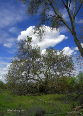 trees-brush-etcweb.jpg