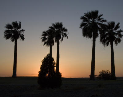 palms at sunset.jpg