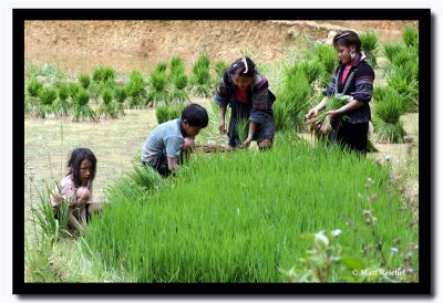 Hmong Kids Transplanting Rice Seedlings, Sapa, Vietnam.jpg