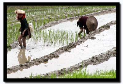 Tay Rice Farming, Laocai, Vietnam.jpg