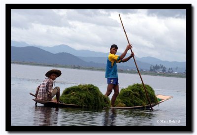 Harvesting Seaweed for Making Above Water Farms, Inle Lake, Myanmar.jpg