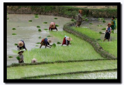 Transplanting Rice Seedlings, Shan State, Myanmar.jpg