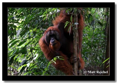 Orang-utan on a Thin Tree, Bukit Lawang, North Sumatera, Indonesia
