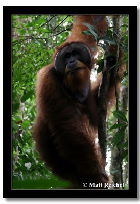 Sumatran Irang-Utan, North Sumatera, Indonesia.jpg
